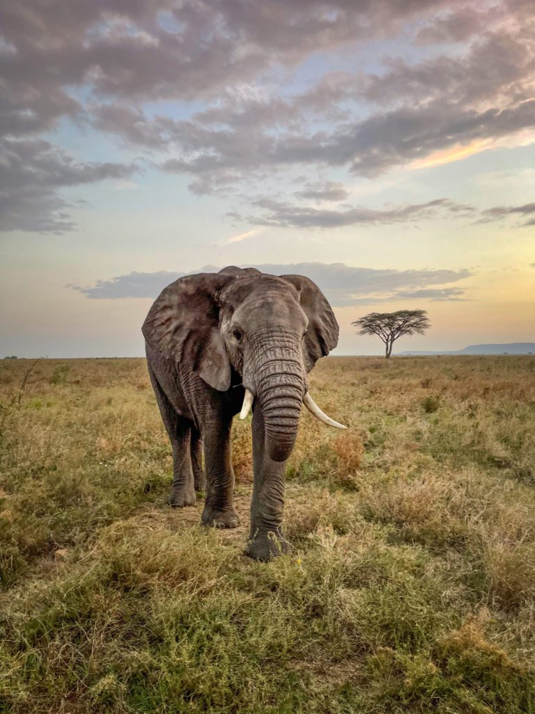 A lone male elephant just before sunset.