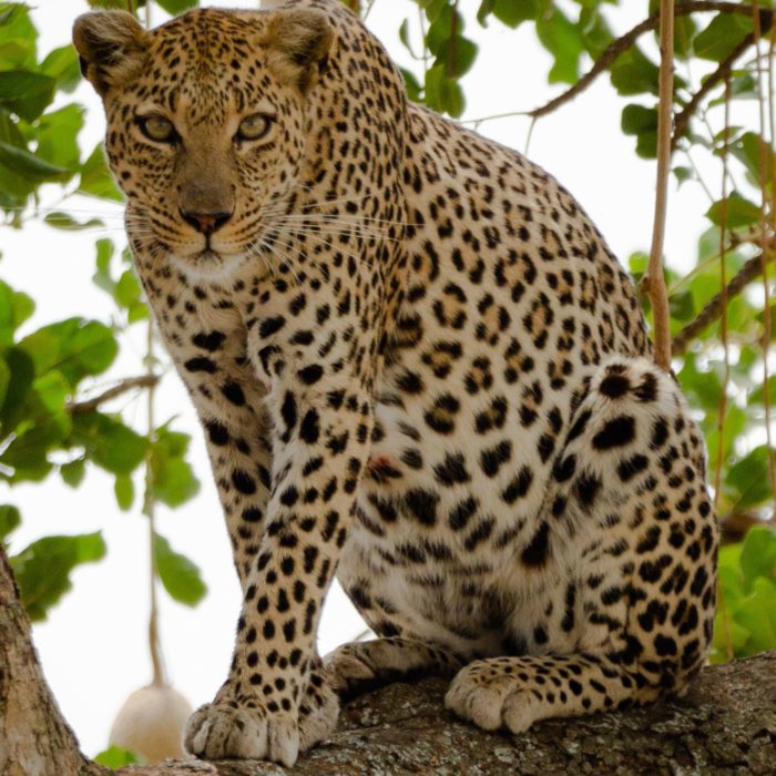 Serengeti Leopard