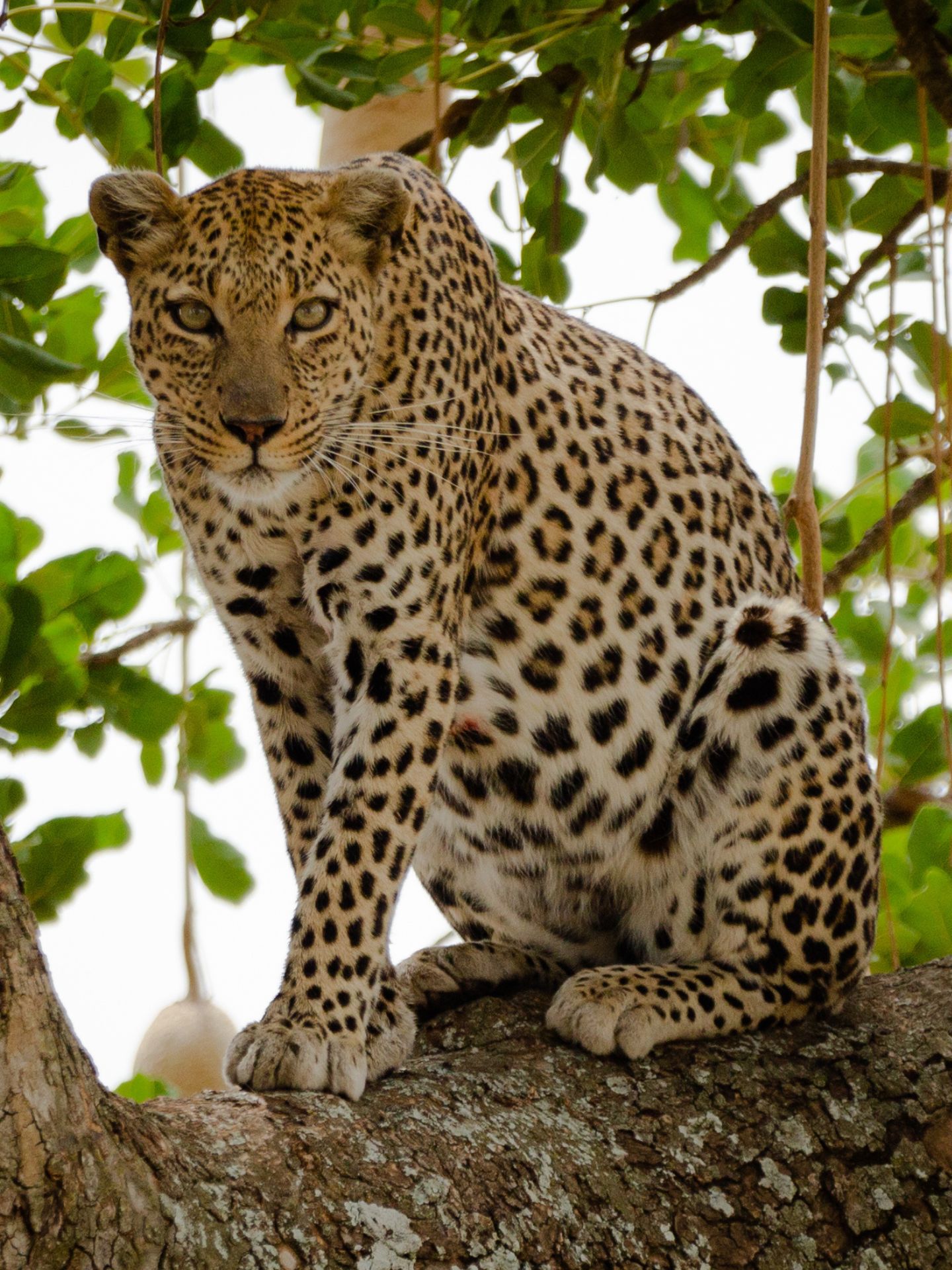 Serengeti Leopard