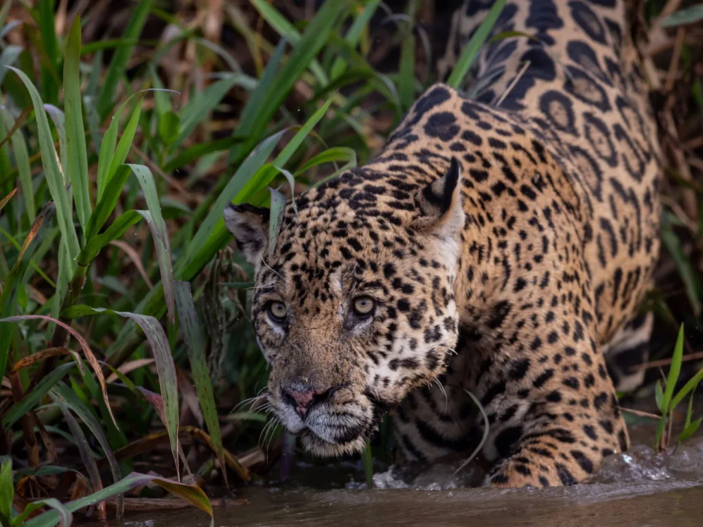 A closeup view of a jaguar in the Pantanal of Brazil.