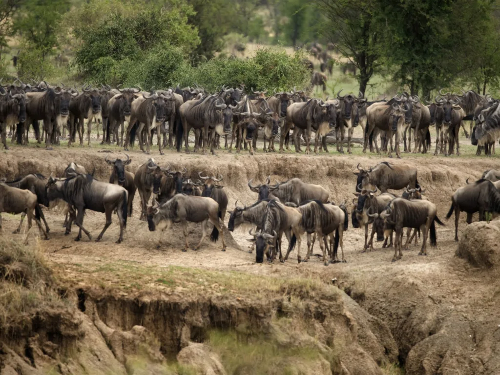 A wildebeest herd during the Great Migration in Serengeti National Park. 