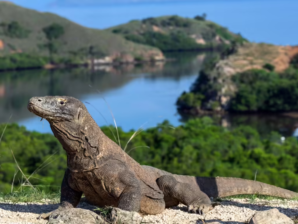 Komodo dragon.⁠